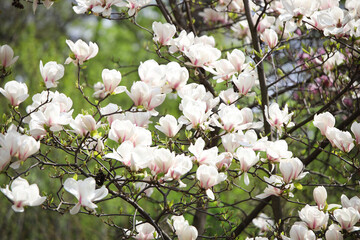 beautiful white magnolia
