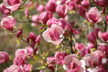 pink magnolia flowers