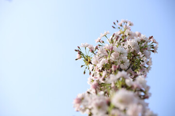 beautiful flowers on a tree against the sky