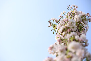 beautiful flowers on a tree against the sky