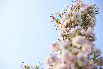 tree flowers
