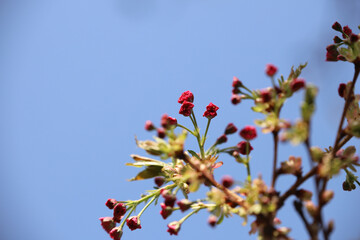 beautiful flowers on a tree against the sky