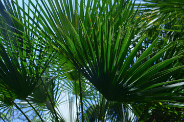Fototapeta na wymiar Vegetation, Saw Palmetto plant, with sky background.