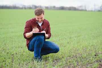 A young farmer inspects the quality of wheat sprouts in the field. The concept of agriculture