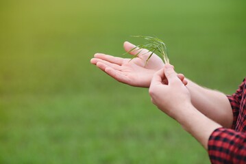 A young farmer inspects the quality of wheat sprouts in the field. The concept of agriculture