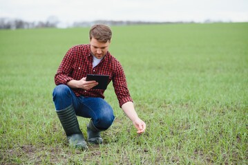 Fototapeta premium young farmer holding a tablet and checking the progress of the harvest at the green wheat fieldt. Worker tracks the growth prospects. Agricultural concept.