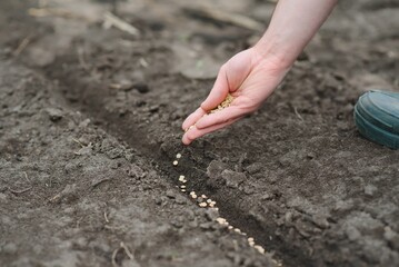 A woman's hand puts the seeds of a plant in the ground to help it grow and protect it. The concept of caring for plants and growing organic products