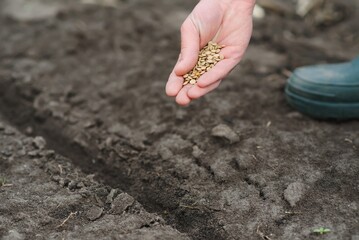 A woman's hand puts the seeds of a plant in the ground to help it grow and protect it. The concept of caring for plants and growing organic products