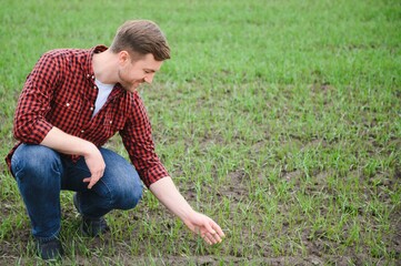 Fototapeta premium A young farmer inspects the quality of wheat sprouts in the field. The concept of agriculture