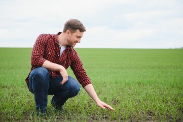 Fototapeta premium A young farmer inspects the quality of wheat sprouts in the field. The concept of agriculture