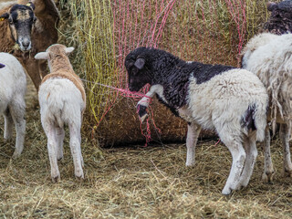 Fototapeta premium Kleine Schafherde auf der Weide