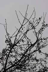 silhouette of a tree