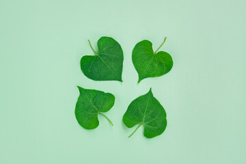 Green leaves heart shape of Ipomoea obscura plant on green background
