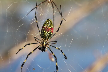 秋の日本の野原で蜘蛛の巣を張るジョロウグモ