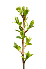 Green buds, young leaves on a tree branch are isolated on a white background.