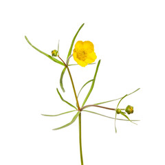 Yellow wild field buttercup is insulated against a white background for design.