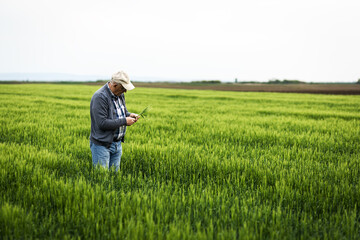 Naklejka na ściany i meble Senior farmer standing in barley field examining crop.