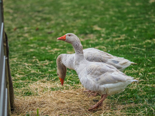 Gänse Paar