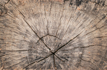 cut old wood trunk texture, abstract texture background
