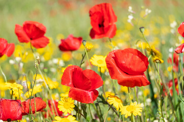 Fototapeta na wymiar A meadow full of pretty red poppies and lovely yellow daisies during spring