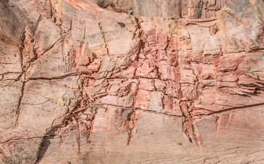  cut wood texture, abstract texture background