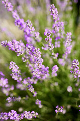 Close up to lavender flowers,  Violet lavender Field in the summer, aromatherapy, nature Cosmetics