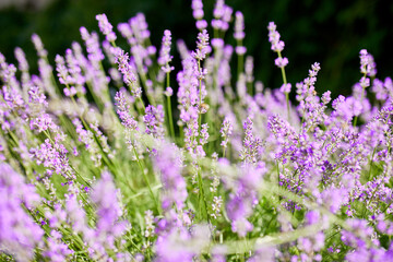 Close up to lavender flowers,  Violet lavender Field in the summer, aromatherapy, nature Cosmetics