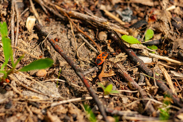 Macro photos of bugs in Samarskaya L National Park