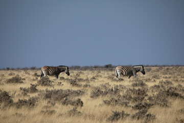 Naklejka na ściany i meble African safari, group of African zebras 