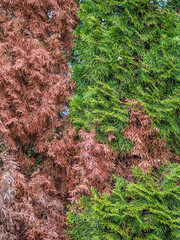 Schäden durch Umwelteinflüsse an der Thujahecke