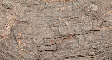 close up of a wood texture, abstract texture background