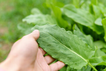 Green leaves of sorrel. Vegetable culture and medicinal plant Rumex acetosa, rich in vitamins and minerals. Selective focus
