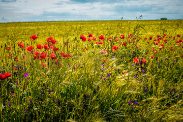 Amapolas en el Campo