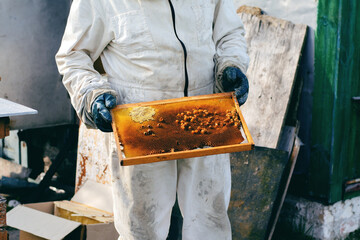 Male beekeeper in white suit holding a frame with honeycombs