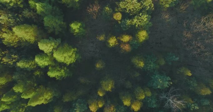View of the forest from the drone. Top view of the trees on a spring evening. The concept of nature waking up after winter. Aerial view of the forest, trees.