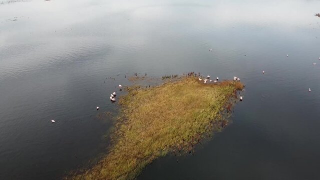 Small swampy island habitat of Andean Flamingo on Lago Argentino lake in Laguna Nimez nature reserve, El Calafate, Patagonia, Argentina. Aerial view from drone of group of flamingos on grassy island