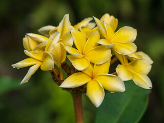 Closeup view of beautiful yellow color plumeria aka frangipani cluster of flowers in tropical garden isolated outdoors in sunlight after rain on natural background