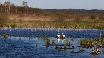 Swans on nest. Springtime background.