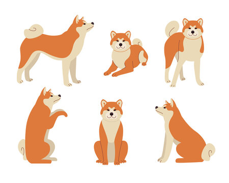 Cute comic shiba inu in different poses vector illustrations set. Dog cartoon character standing, sitting, symbol of 2018 isolated on white background. Pets or domestic animals, New Year concept