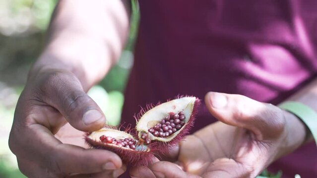 Hands opening ripe annato fruit with red seeds from achiote tree.