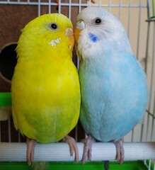 Two  yellow and blue beautiful  cute parrots together