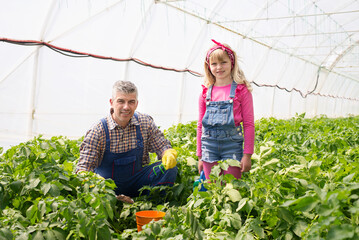 Dad and little daughter work in a greenhouse