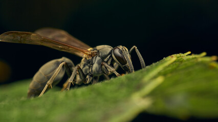 Black and yellow wasp perched on a green leaf