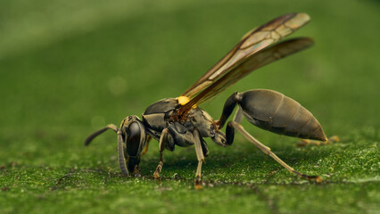 Naklejka premium Black and yellow wasp perched on a green leaf