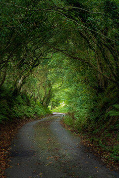 A scenic view down a cornish lane with famous cornish hedgerows creating a tree tunnel, Millpool, Cornwall, United Kingdom.