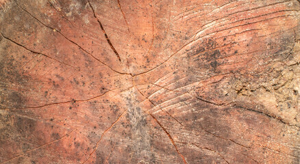 close up of a tree trunk, abstract texture background