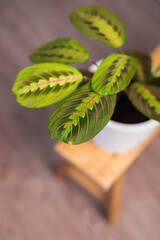Maranta plant on a wooden stool