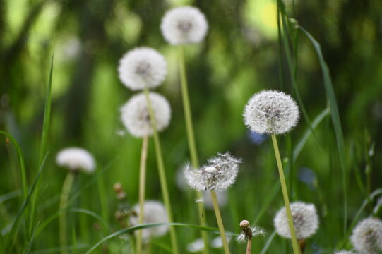 Close-up picture of Dandelions. Dandelion white flowers in green grass