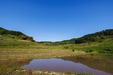 Fototapeta na wymiar 日本の岡山県美咲町の大垪和西の美しい棚田