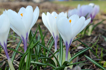 the first spring flowers are white crocuses
